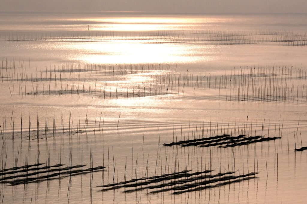 有明海の海苔養殖場のイメージ画像