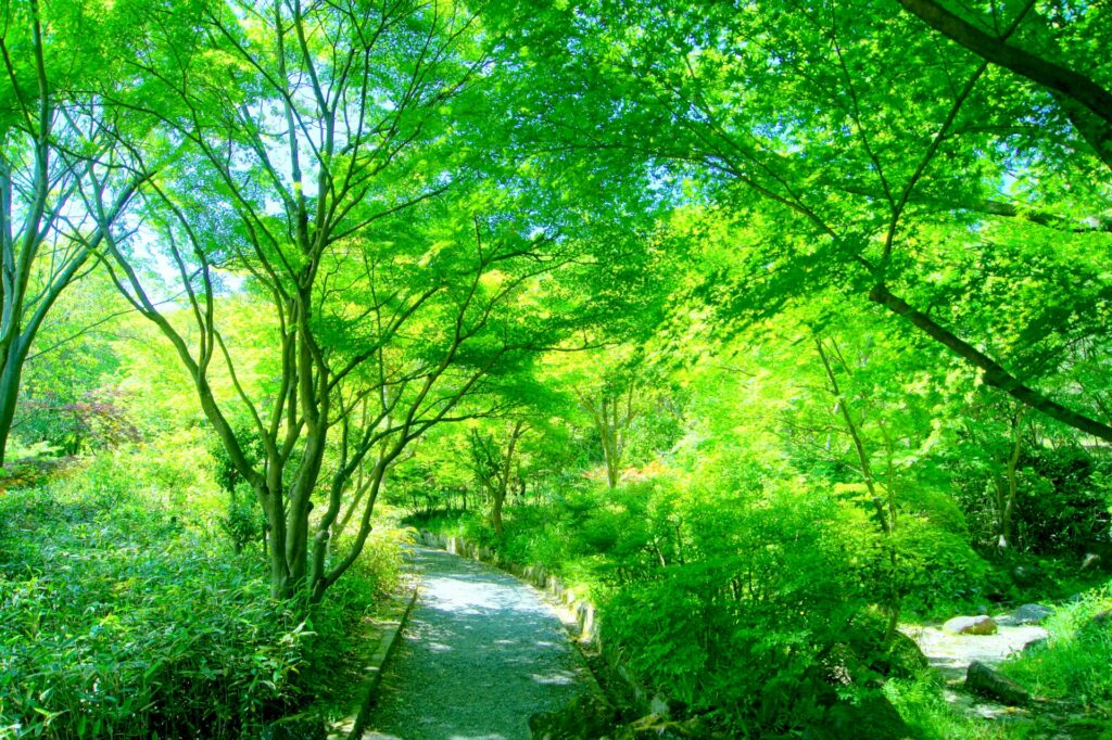 愛知緑化センター昭和の森で森林浴をしているイメージ画像
